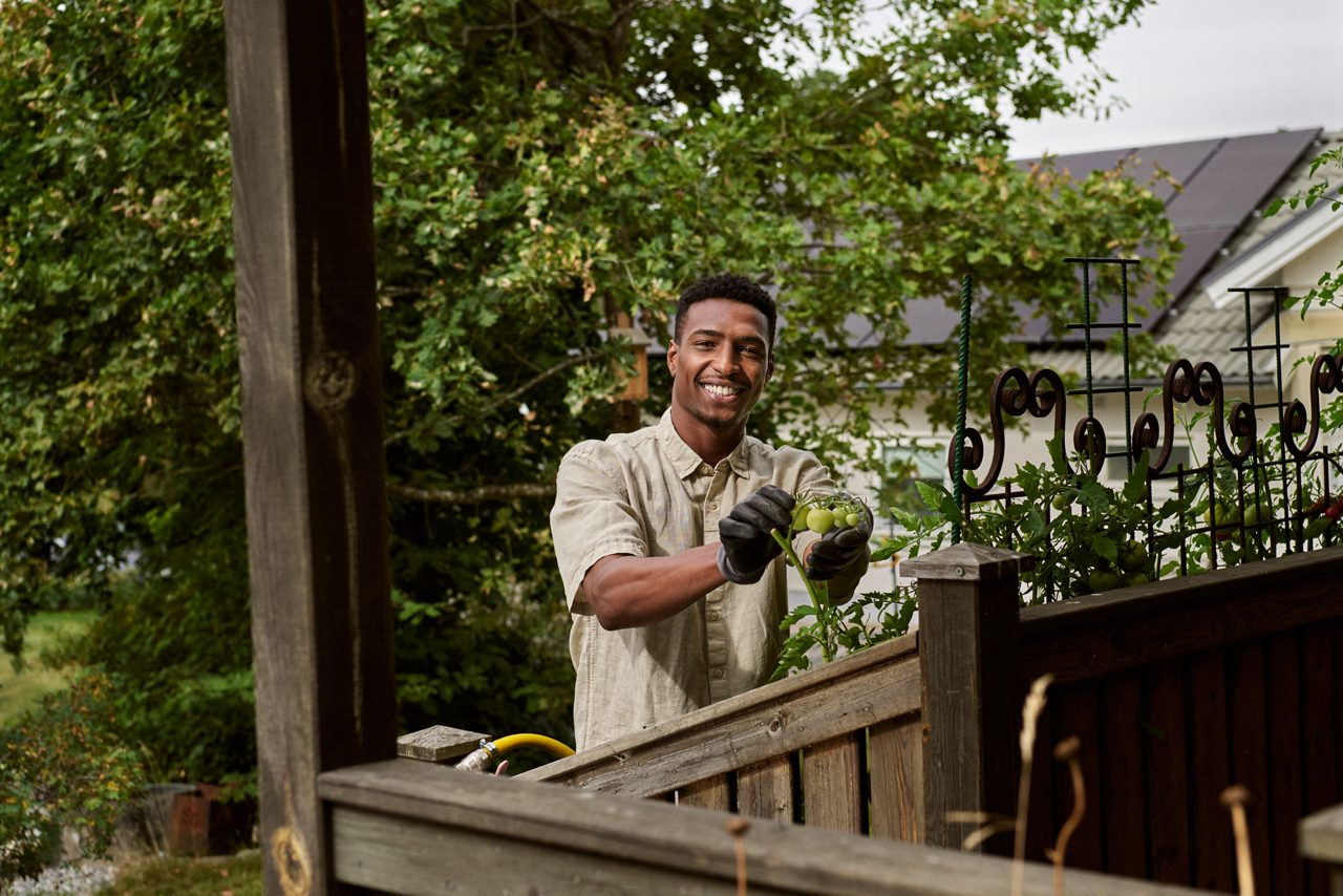 Man klipper tomatplantor utomhus.